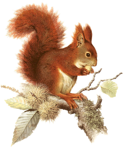 őszi állatok_26.png